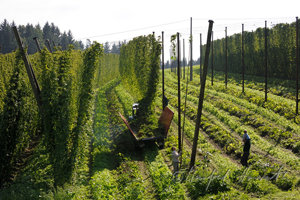 Hopfenfeld mit Drahtgestell zum Ranken