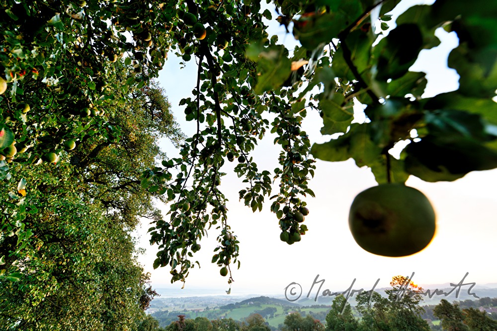reife Birnen auf einem Birnenbaum