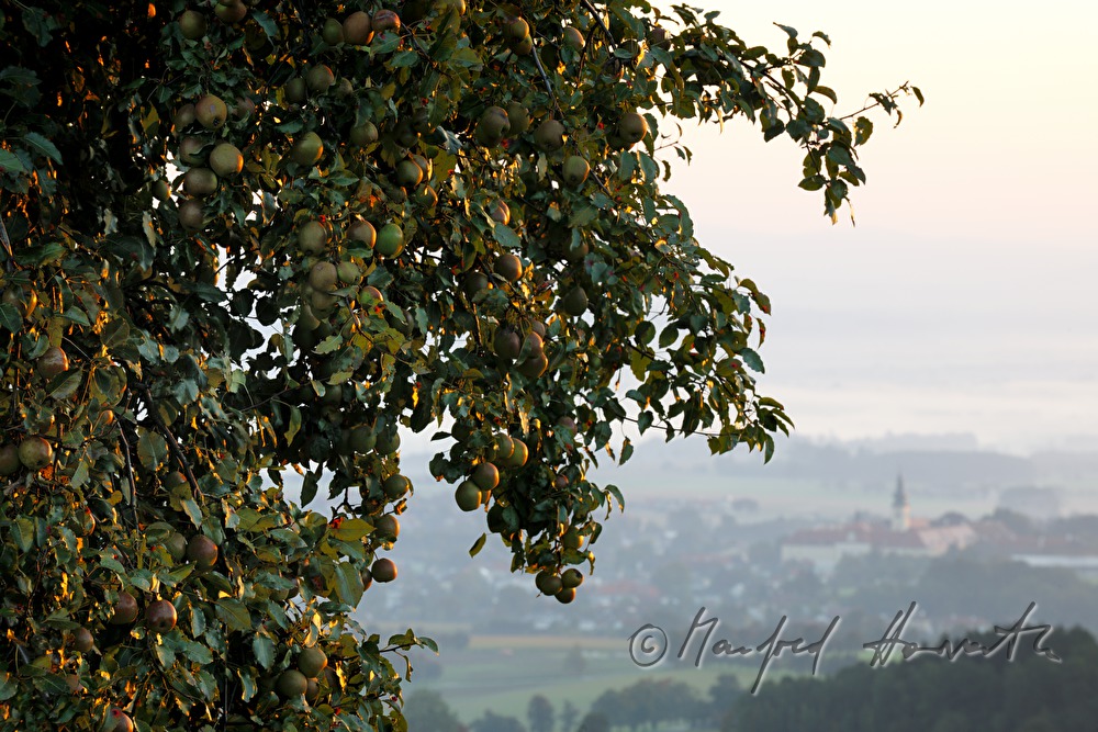 Blick ins Alpenvorland nach Stift Seitenstetten