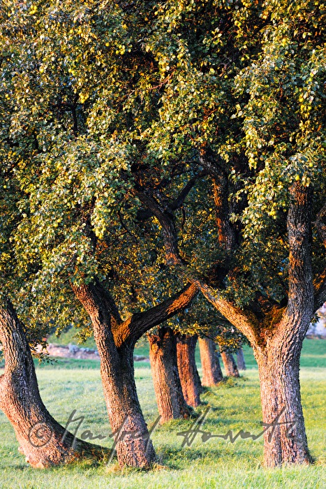 reife Birnen auf einem Birnenbaum