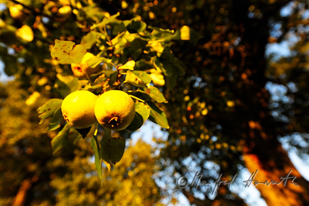 reife Birnen auf einem Birnenbaum