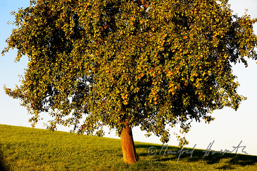 reife Birnen auf einem Birnenbaum