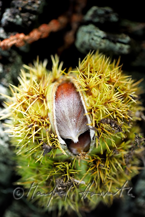 reife Maroni unter einem Kastanienbaum
