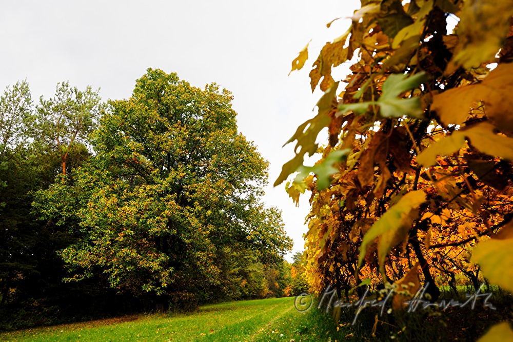 Kastanienbaum und Weingarten (Uhudler)