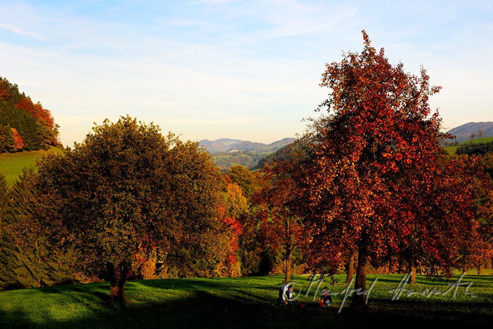 Bauern ernten Birnen zum Dörren