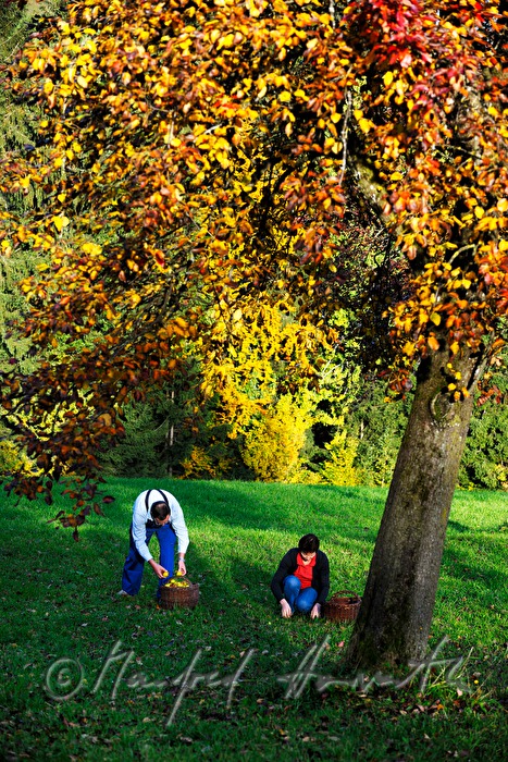 Bauern ernten Birnen zum Dörren
