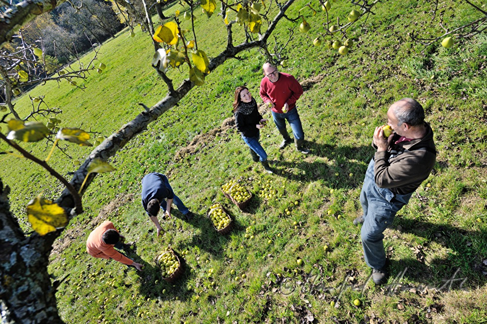 Mostbarone im Gespräch bei der Birnenernte