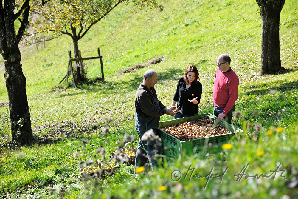 Mostbarone im Gespräch bei der Birnenernte