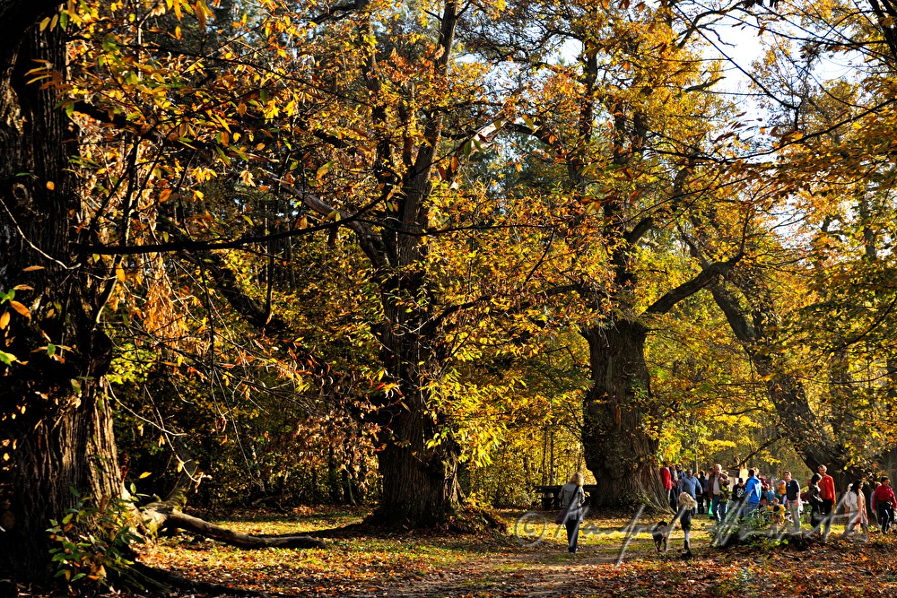 Besucher im Wald unter dreihundertjährigen Kastanienbäumen
