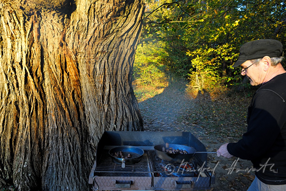Maronibraten beim Kastanienfest im Wald