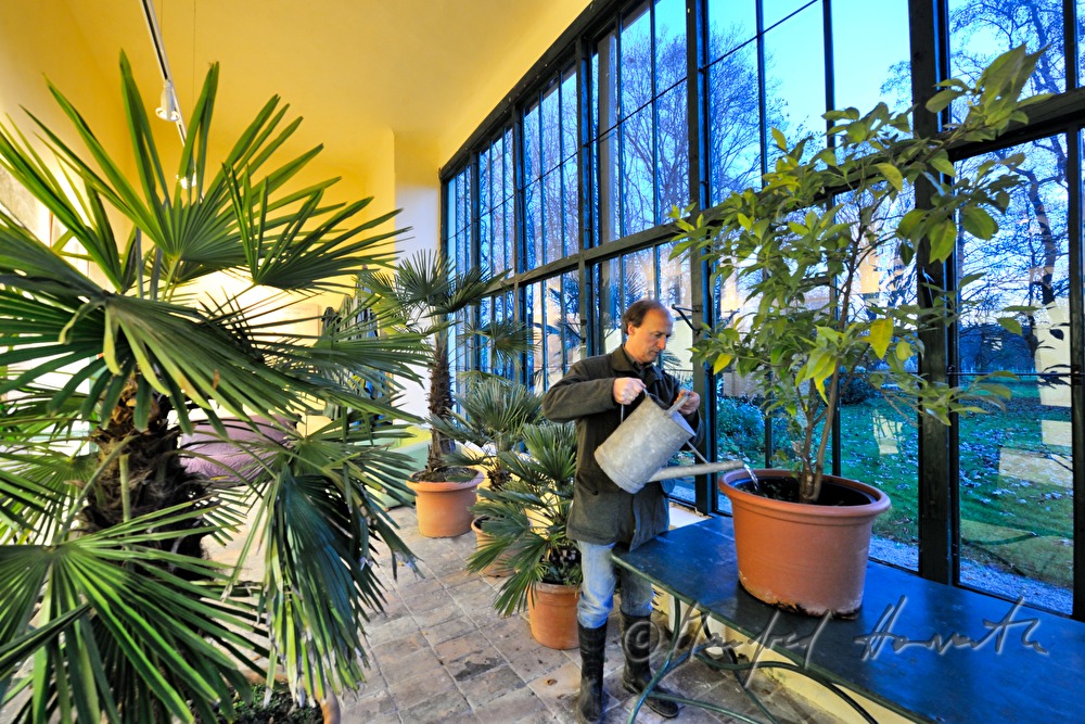 Wässern der Pflanzen in der Orangerie von Schloss Mühlbach