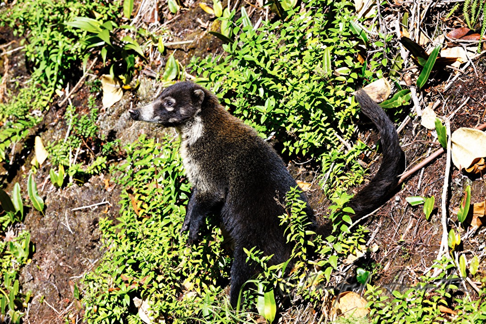 Nasenbär Coati) im Esquinas Regenwald