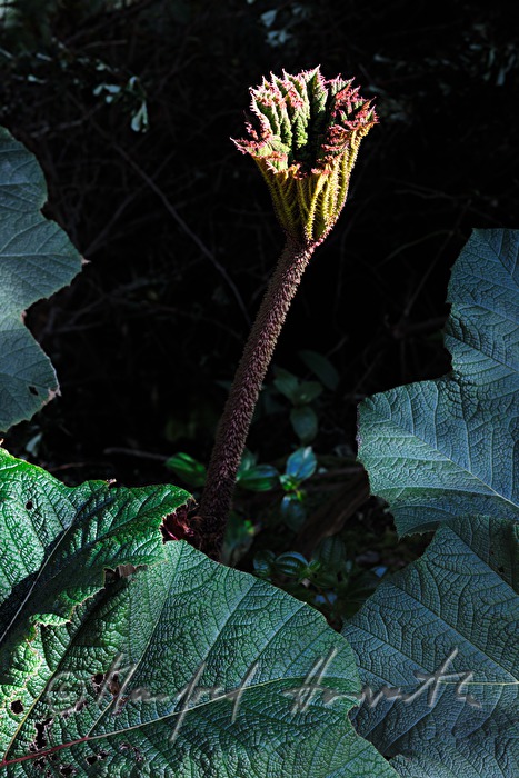 Blüte einer Gunnera insignis (Sonnenschirm der Armen)