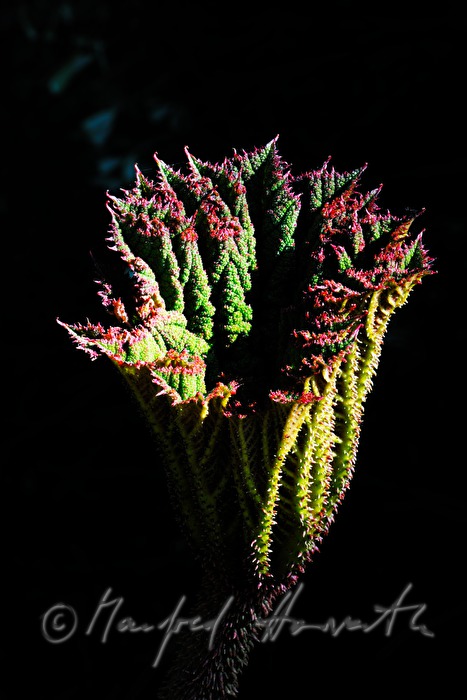 Blüte einer Gunnera insignis (Sonnenschirm der Armen)