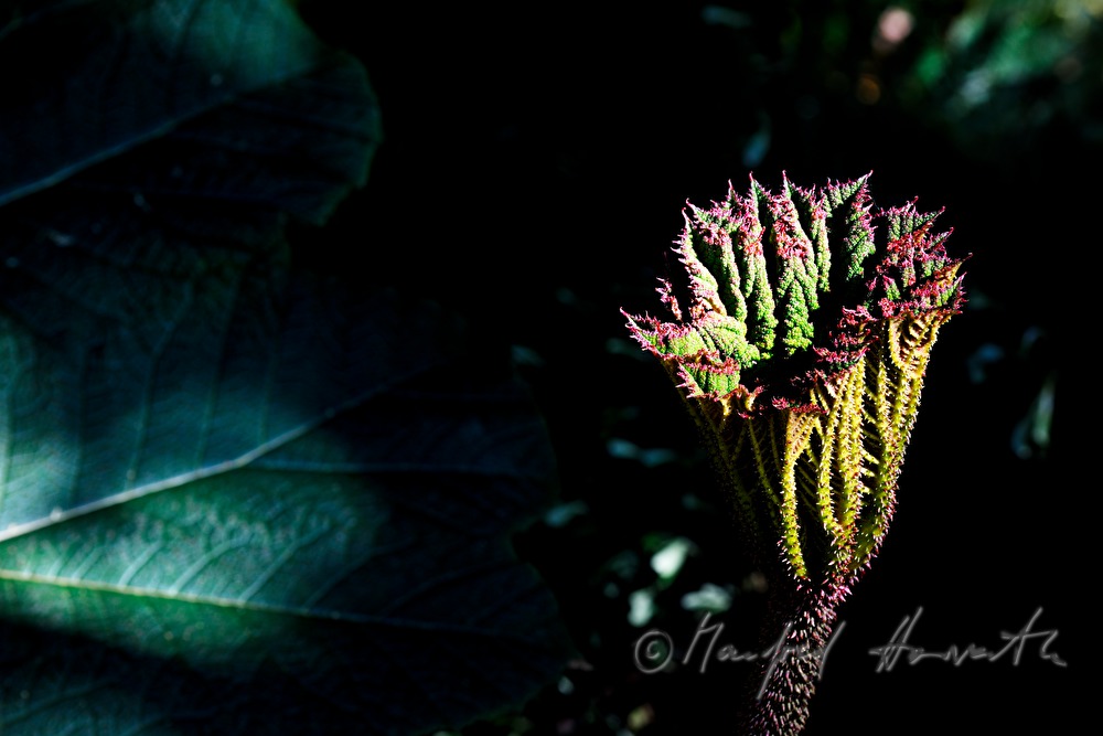 Gunnera insignis (Sonnenschirm der Armen)