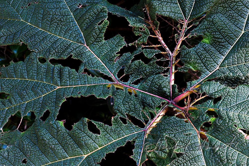 Gunnera insignis (Sonnenschirm der Armen)