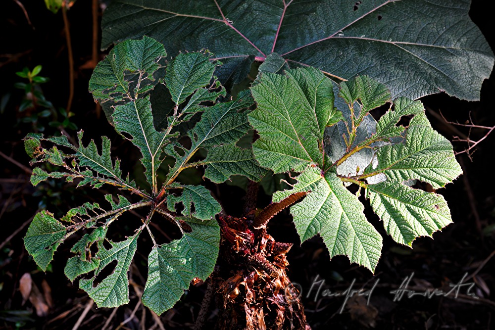 Gunnera insignis (Sonnenschirm der Armen)