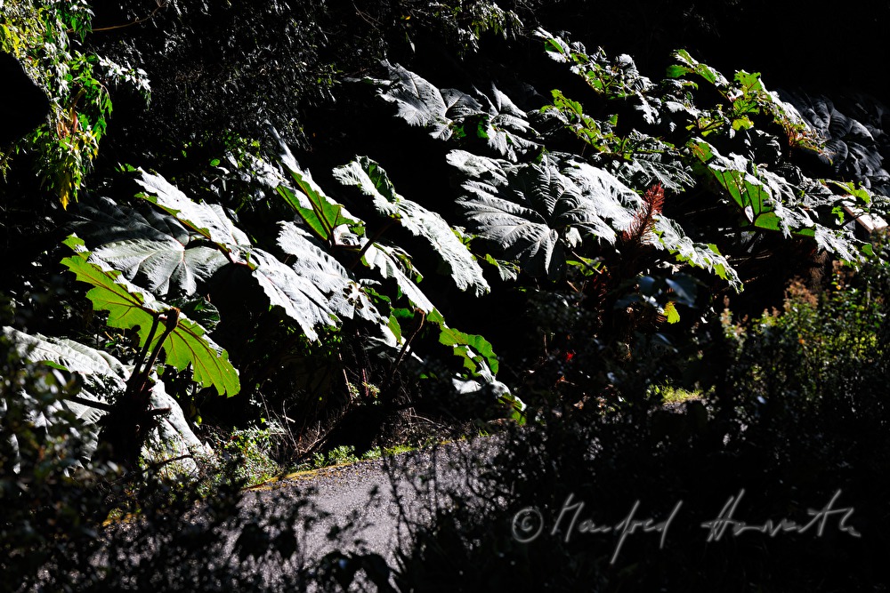Gunnera insignis (Sonnenschirm der Armen)