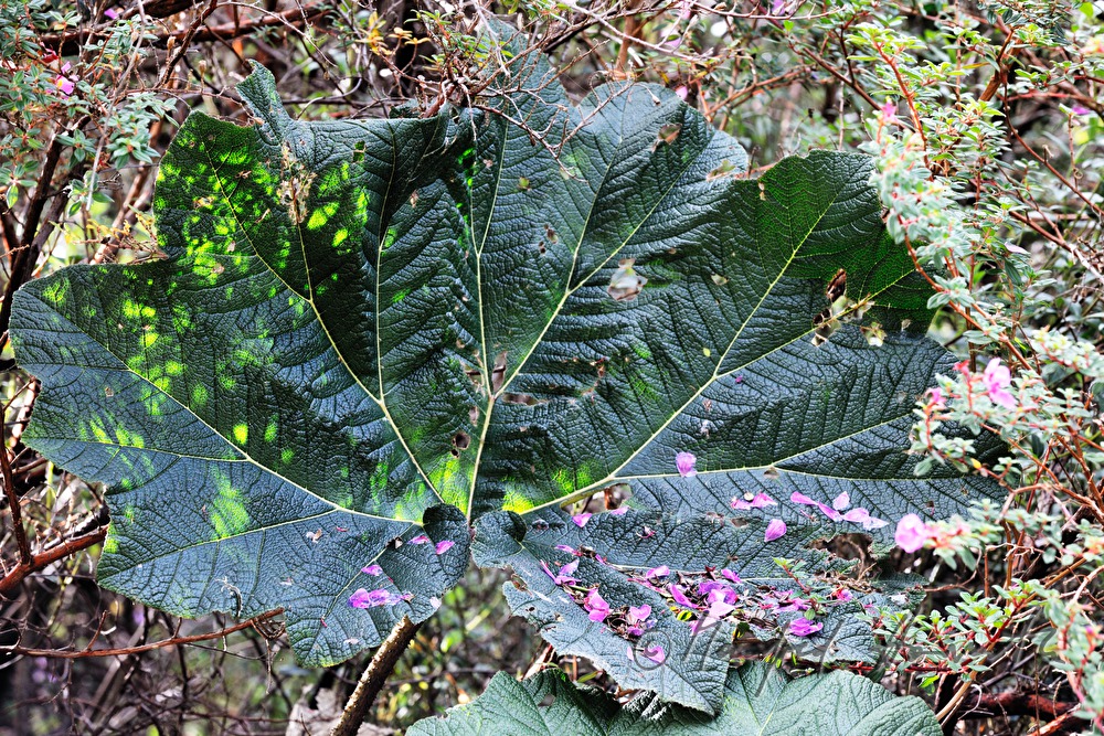 Gunnera insignis (Sonnenschirm der Armen)
