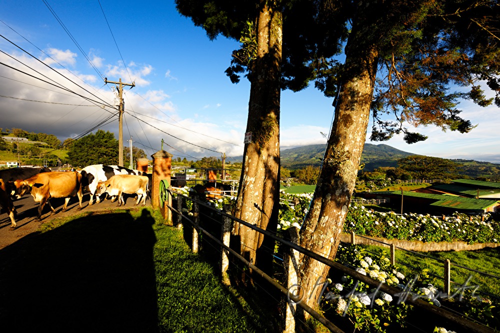 Farm mit Hortensien im Vorgarten