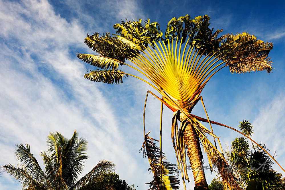 Baum der Reisenden (eigentlich heimisch in Madagascar)