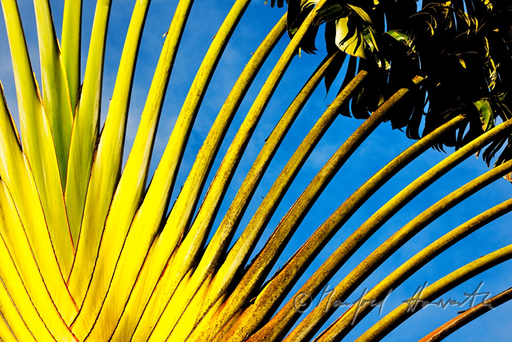 Baum der Reisenden (eigentlich heimisch in Madagascar)