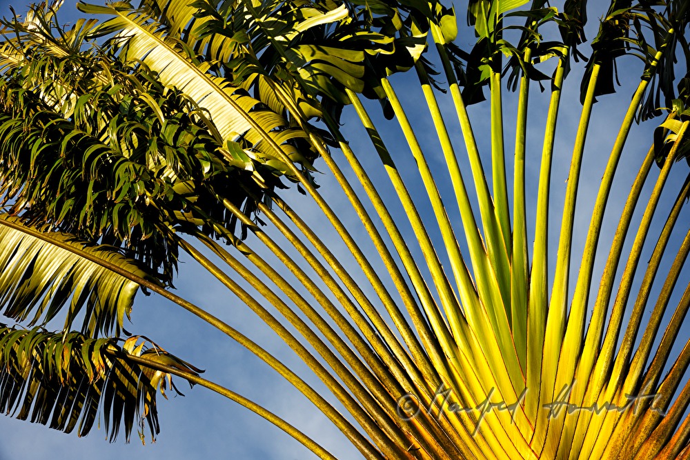 Baum der Reisenden (eigentlich heimisch in Madagascar)