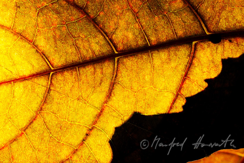 rote Blätter des Croton (Wolfsmilchgewächs)