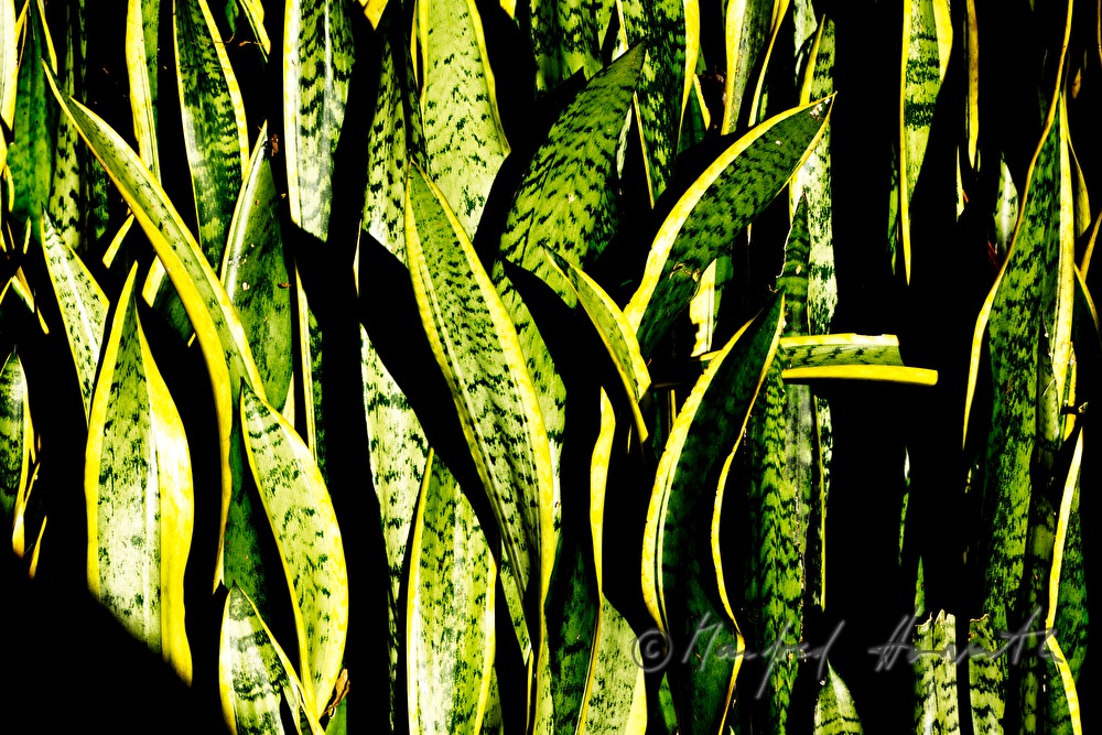 Sansevieria (Schwiegermutterzungen)