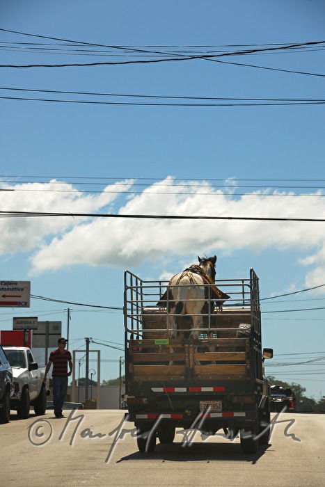 Pferdetransport auf dem Pickup in Tilaran