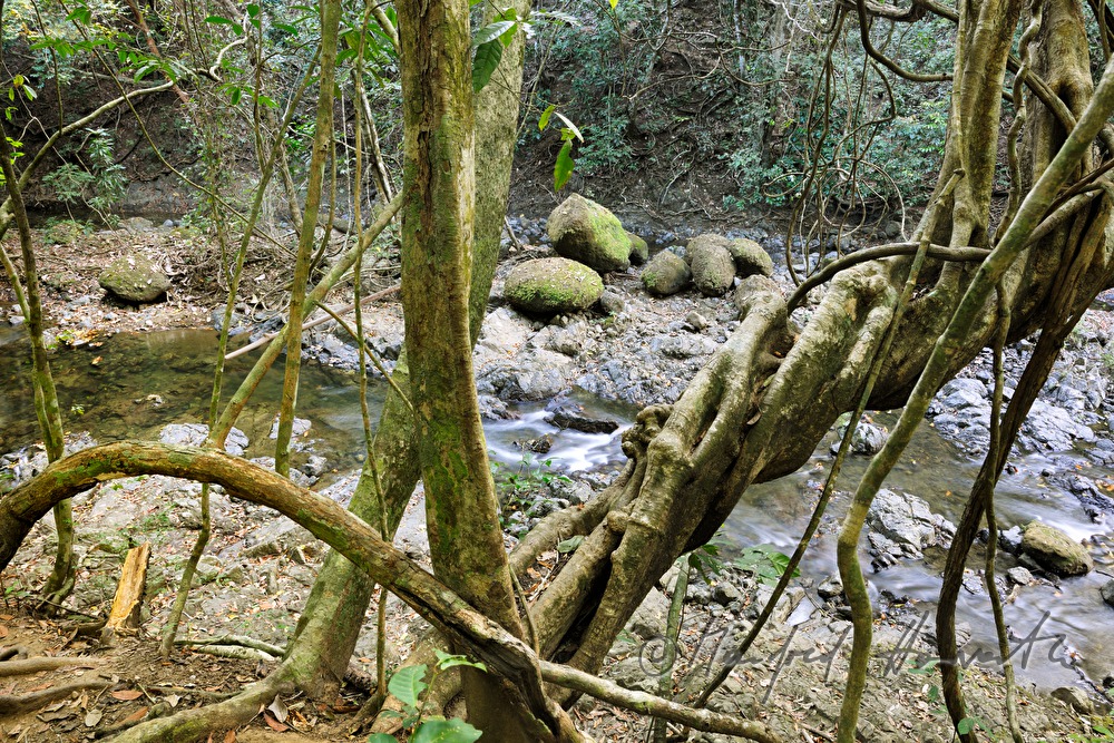 Wasserliane und Bachbett beim Wasserfall Montezuma