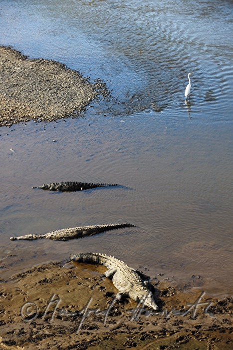 Spitzkrokodile am Ufer des Rio Tárcoles