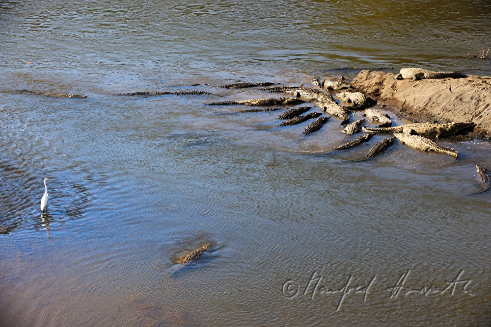 Spitzkrokodile am Ufer des Rio Tárcoles