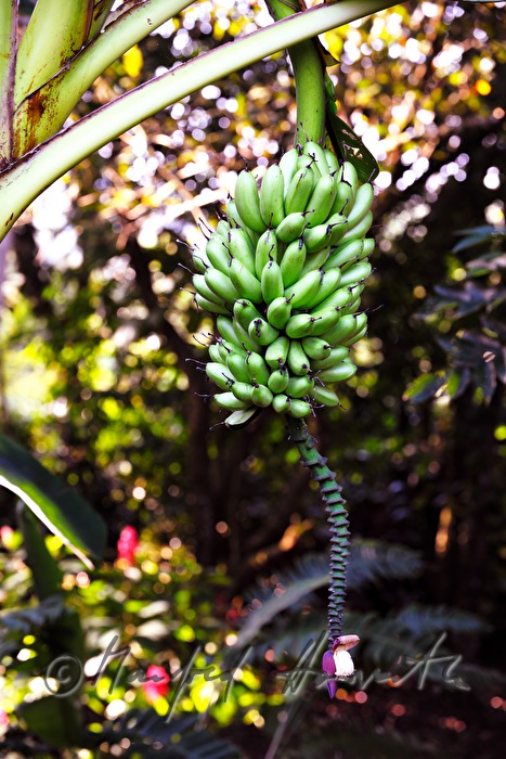 unreife Bananen und Blütenstand