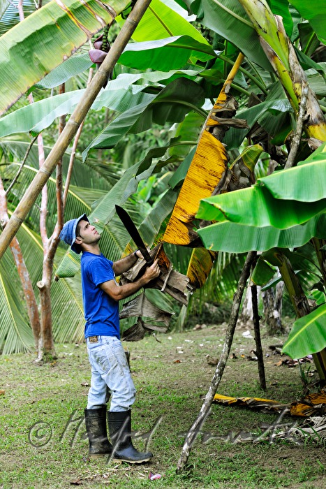 Plantagenarbeiter mit Machete im Bananengarten