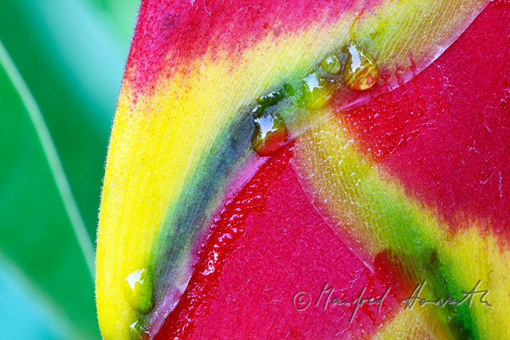 Morgentau auf der Blüte einer Heliconie