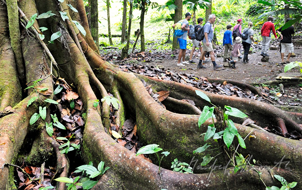Touristengruppe wandert an einer Brettwurzel vorbei