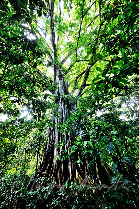 40 Meter hoher Feigenbaum im Regenwald