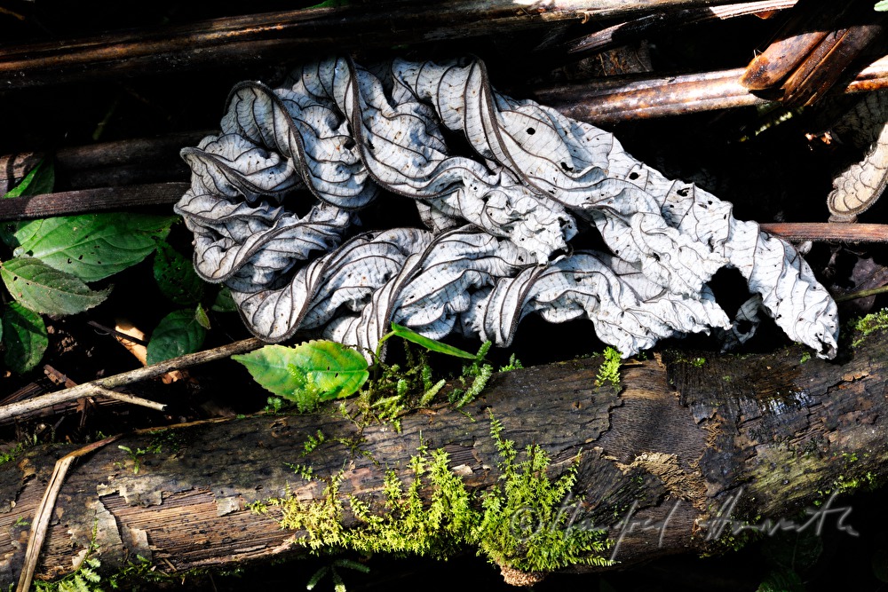 vertrocknetes und eingerolltes Blatt am Waldboden