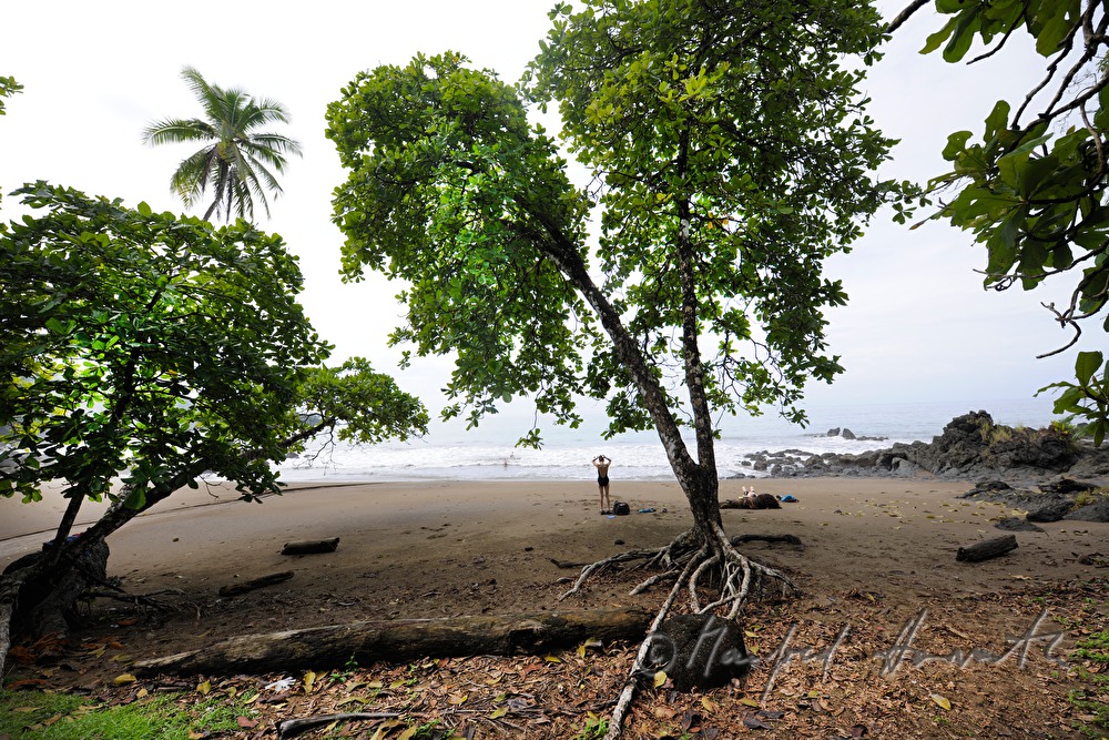 Sandstrand und Bäume