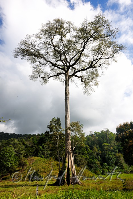 Kapokbaum (Ceiba pentandra) auf einer Viehweide
