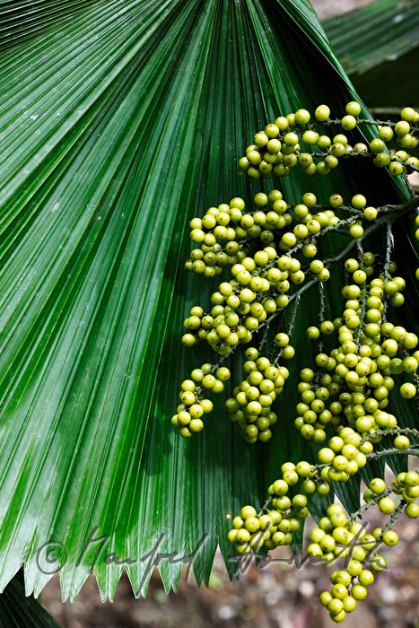 Palmblatt und gelbe Blütenknospen