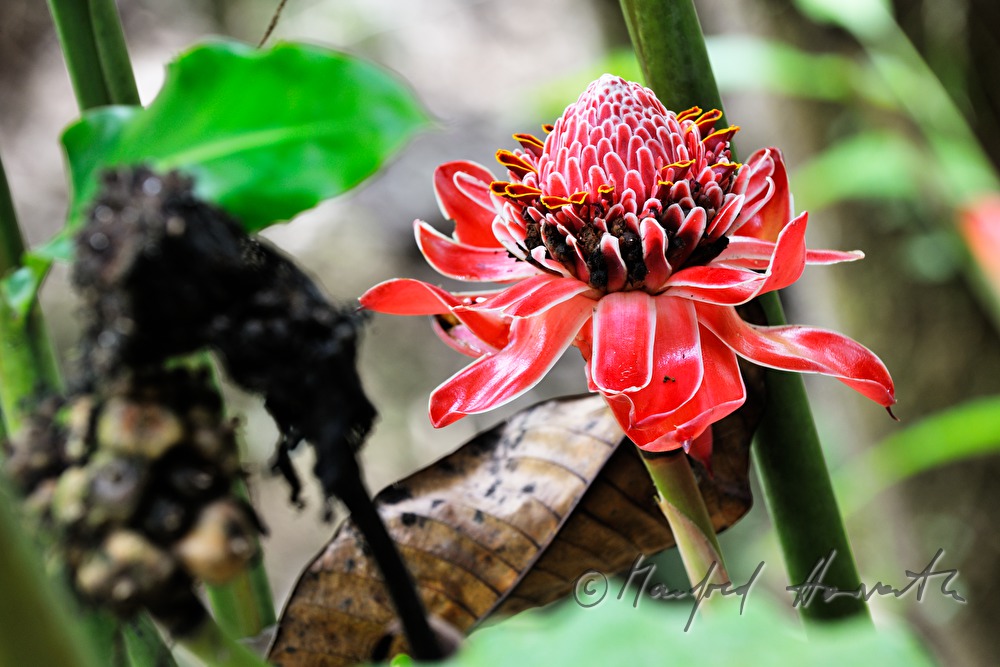 Blüte einer Fackel-Ingwer Pflanze
