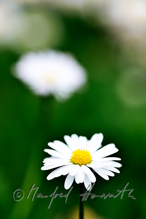 blühende Gänseblümchen auf der Wiese einer Lichtung