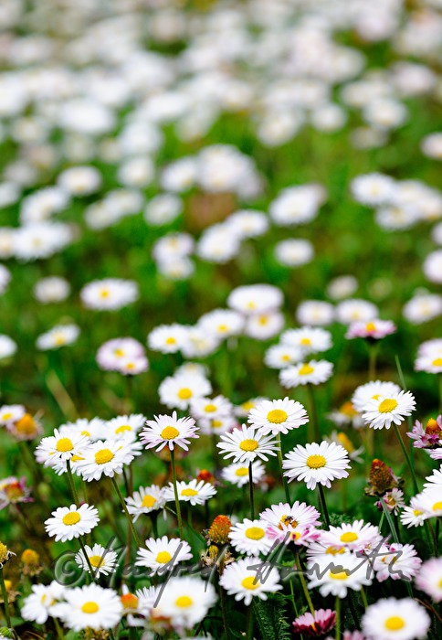 blühende Gänseblümchen auf der Wiese einer Lichtung