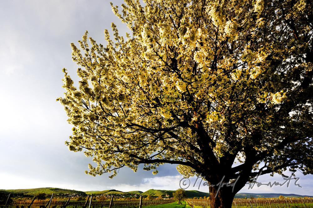 blühender Kirschenbaum im Feld