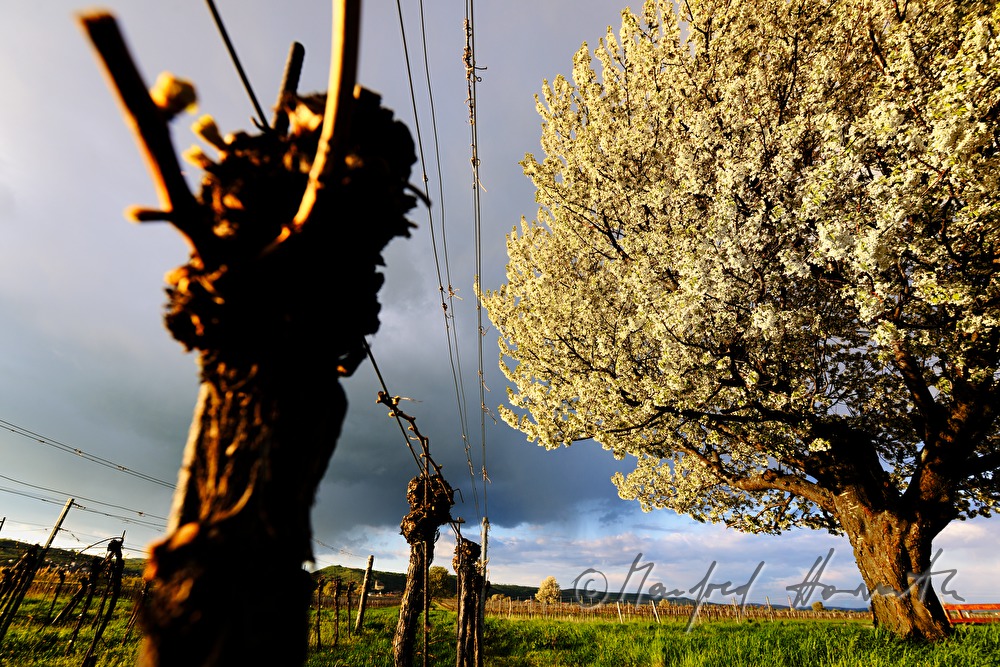 blühender Kirschenbaum im Feld