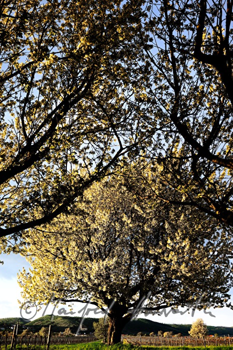 blühender Kirschenbaum im Feld