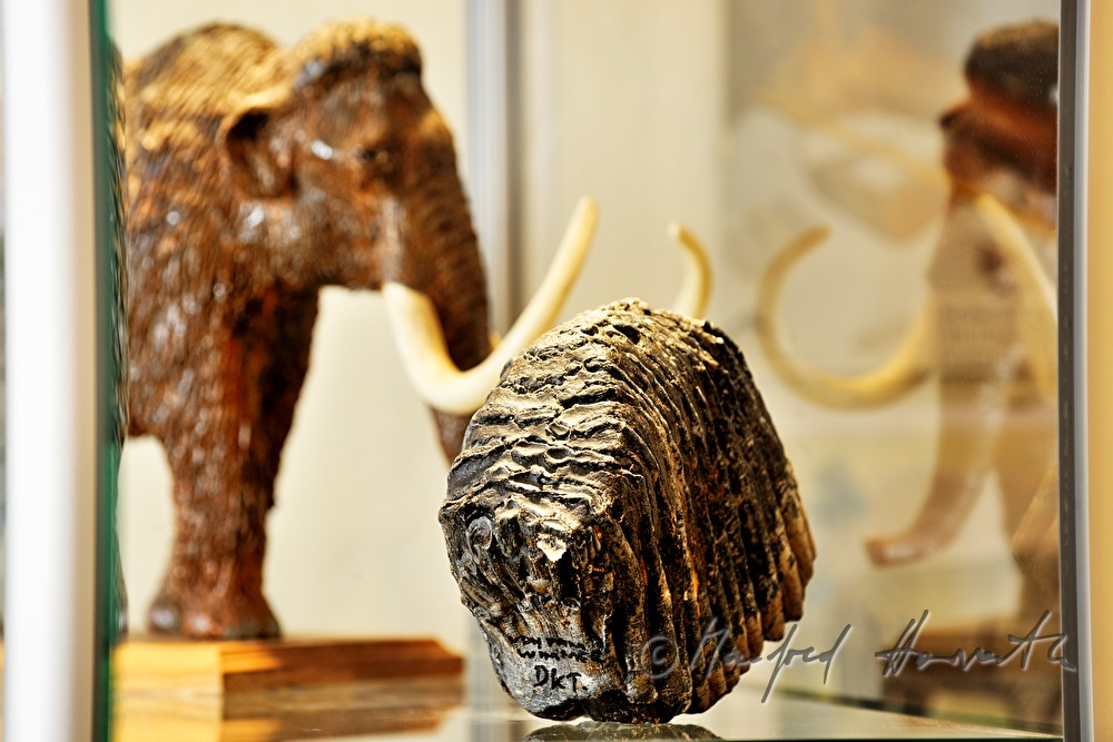 Mammut-Zahn in der Archäologie- und Paläontologie-Ausstellung
