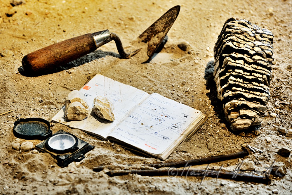 Mammut-Zahn in der Archäologie- und Paläontologie-Ausstellung